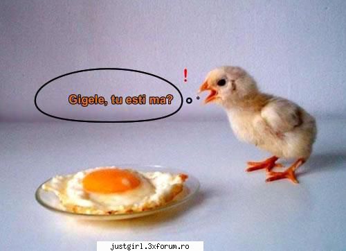 poze amuzante ... Admin :)