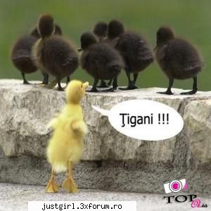 poze amuzante ... Admin :)