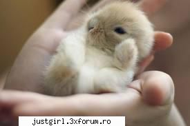 poze animalute
