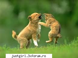 poze animalute