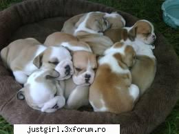 poze animalute