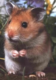 poze animalute