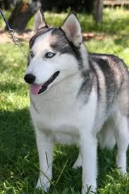 :d poze cu animalute