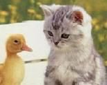 poze animalute