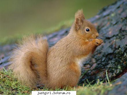 poze animalute uitati: