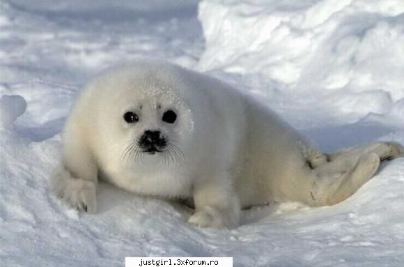 poze animalute alta: