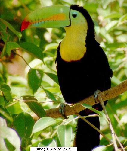 poze animalute inca una: