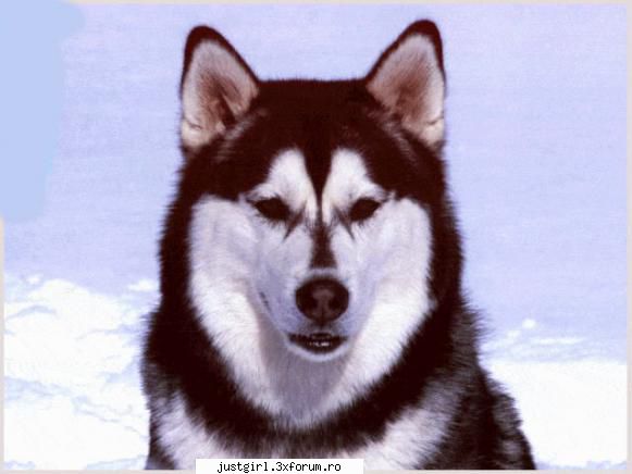 poze animalute inca una: