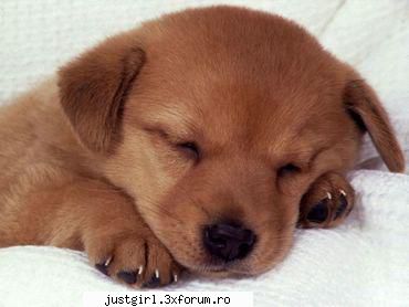 poze animalute aici punem poze animale dragalase Admin :)