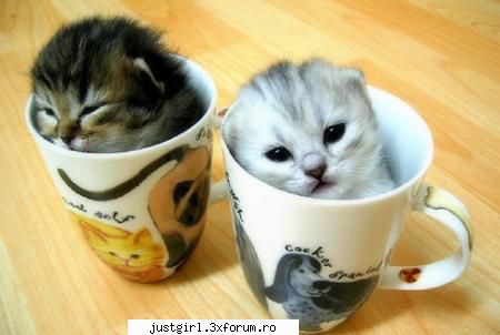 poze animalute ele mai Admin :)
